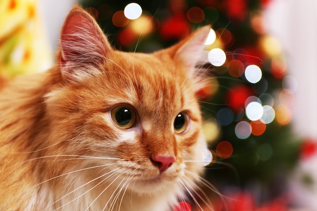 Lovable red cat on Christmas tree background