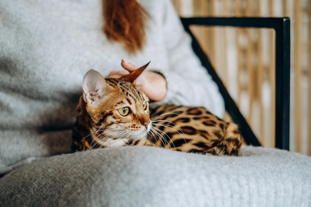 Love for cats A woman sits in a chair at home and holds her beloved Bengal cat in her arms