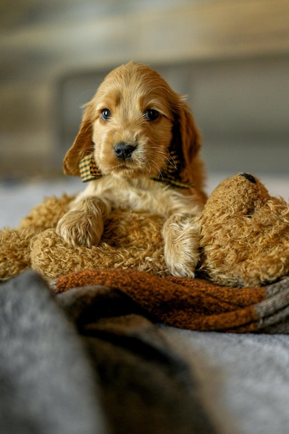 Love for pets Baby Cocker Spaniel puppy lies on the bed in the house The appearance of an animal in the house