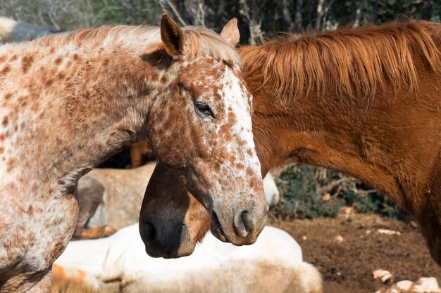 Love two horses closeup