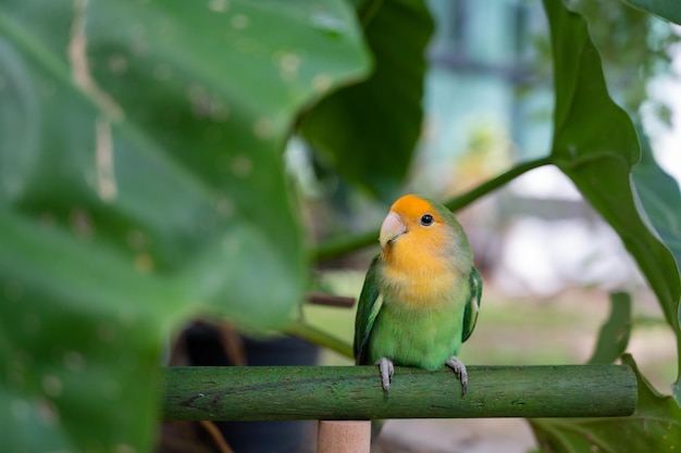 Photo lovebird closeup parrot with blur background