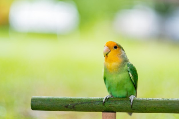 Lovebird closeup parrot with blur background