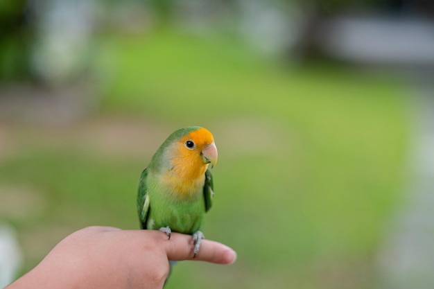 A lovebird perched on a finger parrot