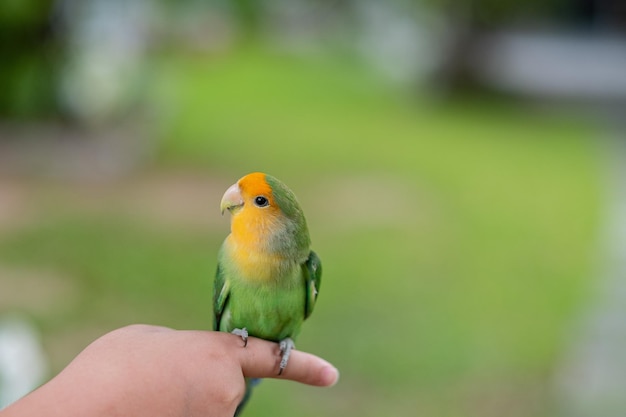 A lovebird perched on a finger parrot