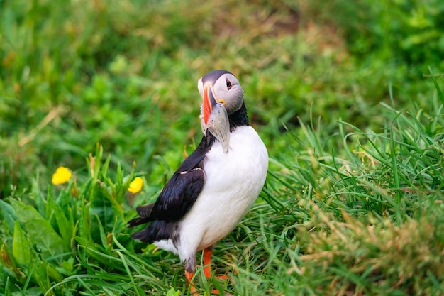 Lovely Atlantic Puffin bird or Fratercula Arctica with sand eel in beak standing on the grass by coastline in North Atlentic Ocean at Iceland