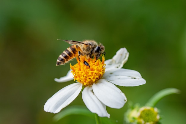 Lovely Bee collecting nectar on white flower  wildlife photography