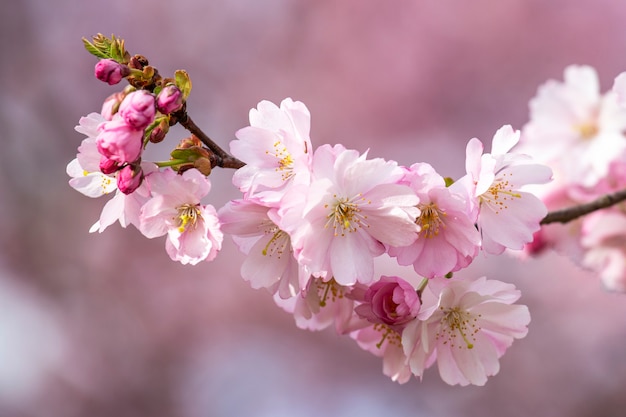 Lovely branches of pink Japanese cherry in a spring garden.   Sakura . Spring background .