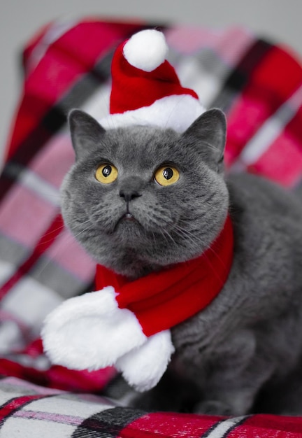 Lovely British shorthair cat in Santa Christmas hat when she is sitting on the chair Christmas and New year concept