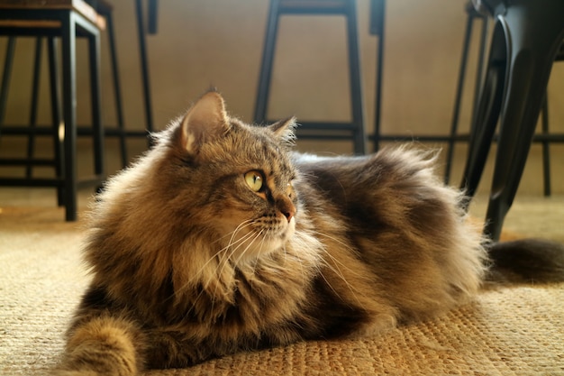 Lovely Brown Fluffy Hair Persian Cat Squatting on the Floor