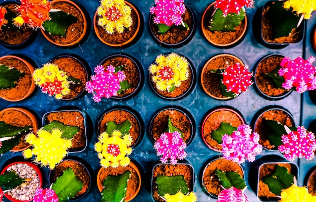 Lovely colorful cactus flower in pink and yellow red