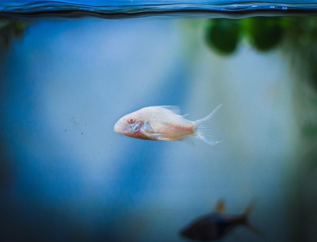 Lovely corydoras family in mu aquarium