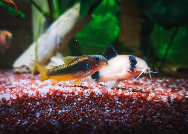 Lovely corydoras family in mu aquarium