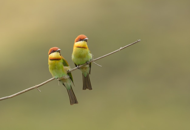 Lovely couple bird, Chestnut-headed Bee-eater (Merops leschenaulti)