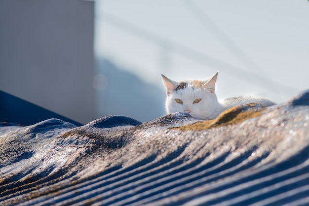 The lovely cute cat sitting on the roof of the building