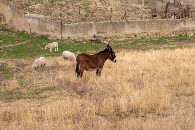 Lovely donkey grazing in an open meadow in the farm