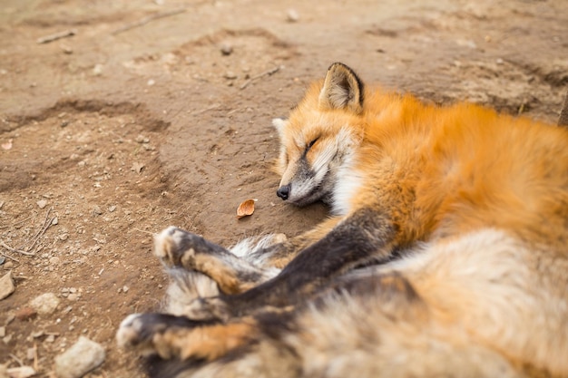 Lovely fox sleeping