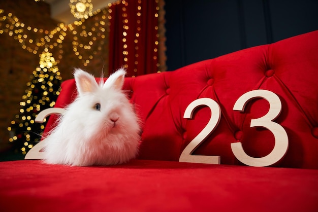 Lovely furry white rabbit sitting on red sofa looking