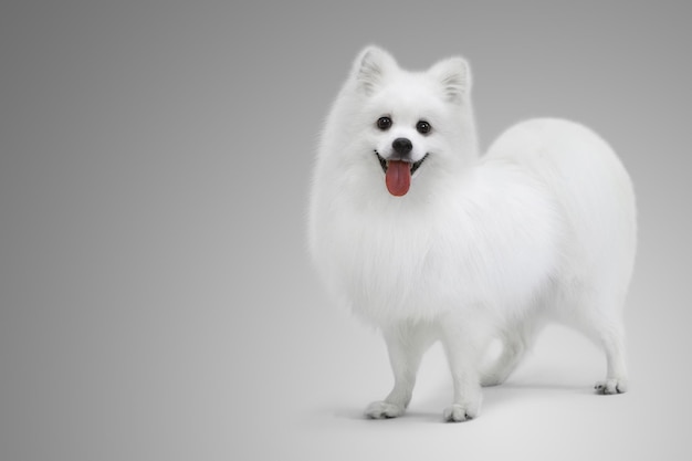 lovely gentle pet jephenis spitz