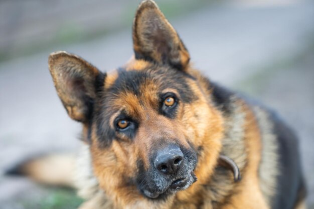 A lovely german shepherd dog