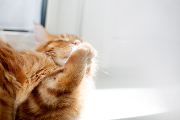 Lovely ginger maine coon kitten licking his paw. Space for text