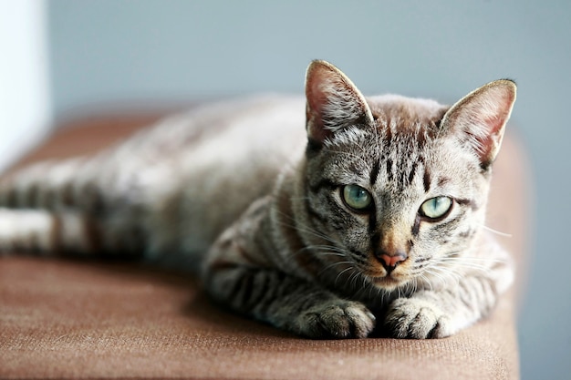 Lovely gray cat sitting at outdoor