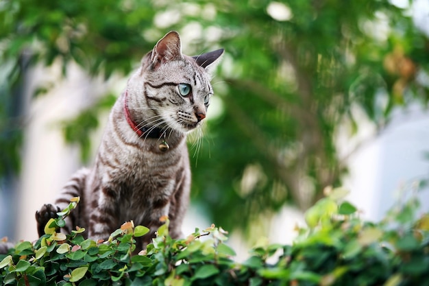 Lovely gray cat sitting at outdoor