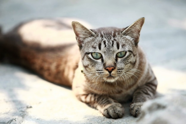 Lovely gray cat sitting at outdoor