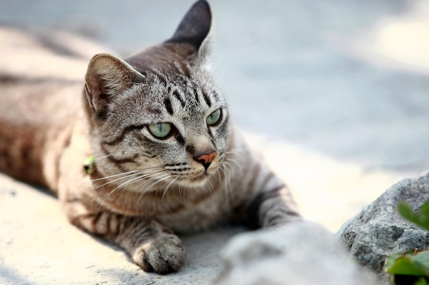 Lovely gray cat sitting at outdoor