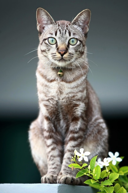 Lovely gray cat sitting at outdoor