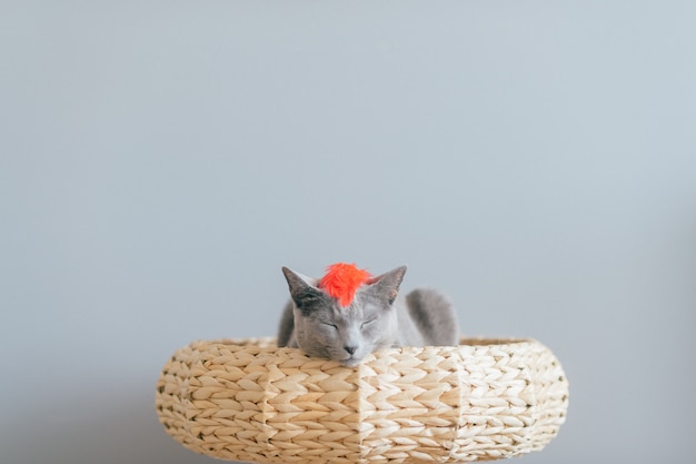 Photo lovely gray kitten lying in straw bed.