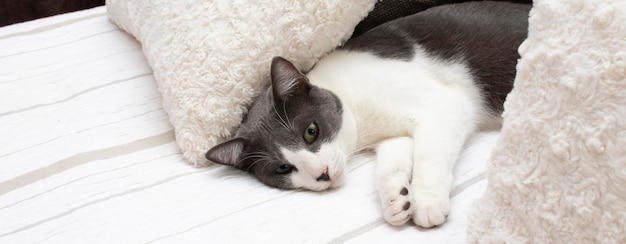 A lovely gray and white cat with green eyes lying on a bed in a bedroom. Wellbeing concept.