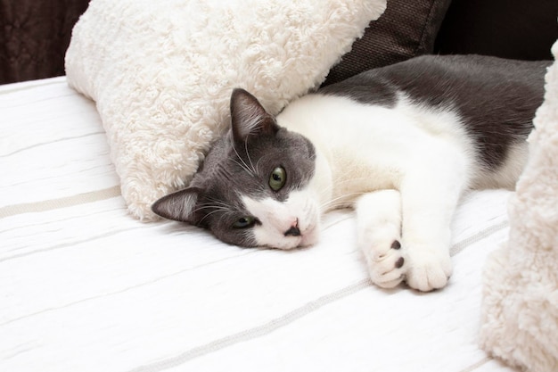 A lovely gray and white cat with green eyes lying on a bed in a bedroom. Wellbeing concept.