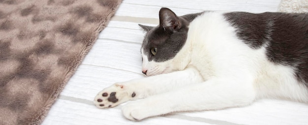 A lovely gray and white cat with green eyes lying on a bed in a bedroom. Wellbeing concept.