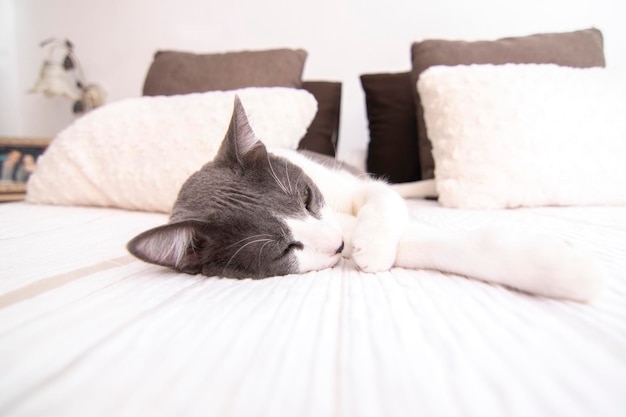 A lovely gray and white cat with green eyes lying on a bed in a bedroom. Wellbeing concept.