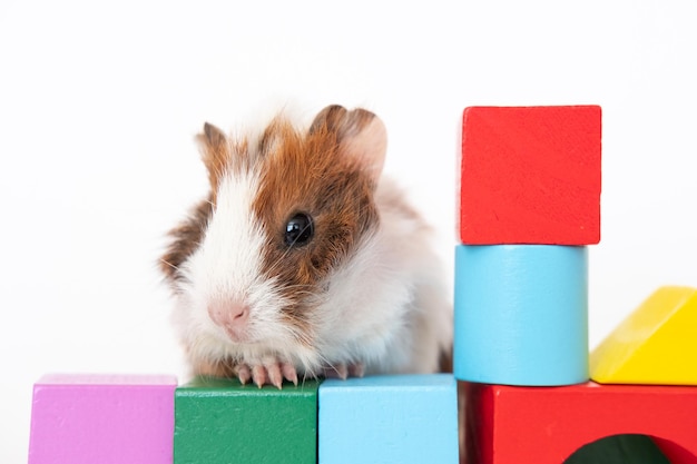 Lovely Guinea pig with toys on the white background