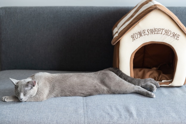 Photo lovely kitten sleeping on bed.