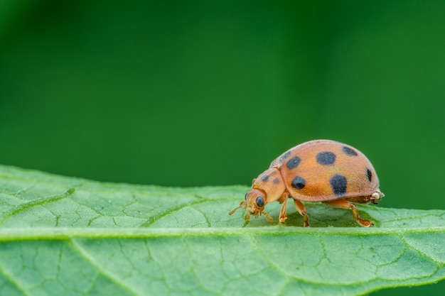 Lovely Ladybird (Coccinella 7-punctata) on green leaves