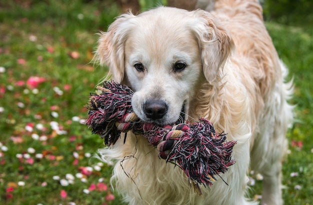 Lovely moments of my beloved dog named Prince