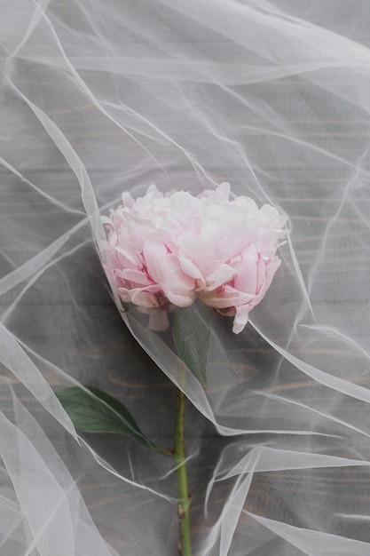 Lovely peony flower under soft tulle fabric on dark wood top view Beautiful spring aesthetics