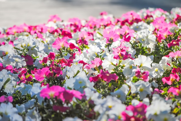 Lovely petunias on a beautiful flowerbed