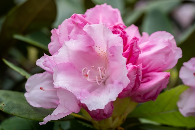 Lovely pink azalea blooms in the park,  