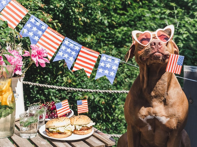 Lovely pretty brown puppy and two delicious burgers