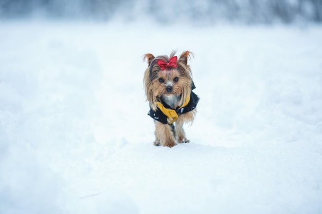 Lovely puppy of female Yorkshire Terrier small dog with red bow on snow background