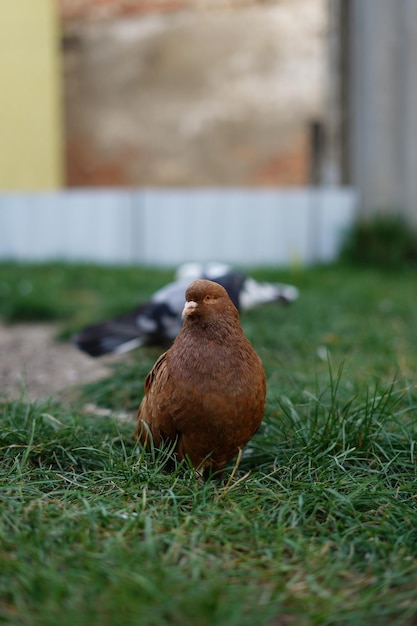 A lovely red curious pigeon stands on the grass and looks at the camera. Close-up.