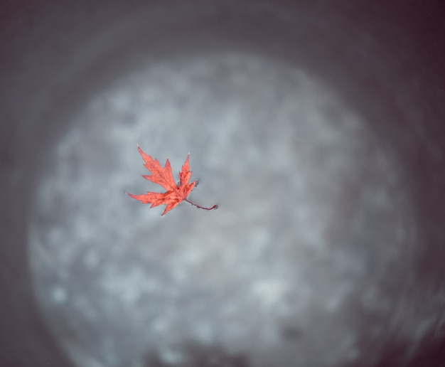 A lovely red maple leaf floats on the surface of the water in a tin bucket. 