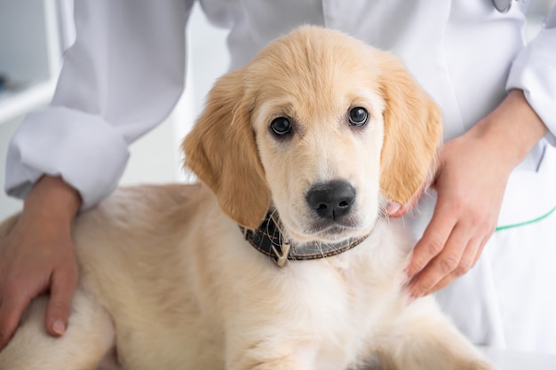 Lovely retriever dog