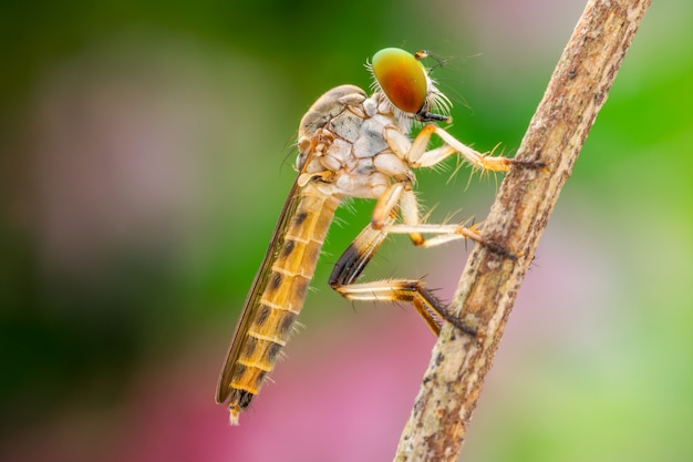 Lovely Robber flies (Asilidae) nature macro