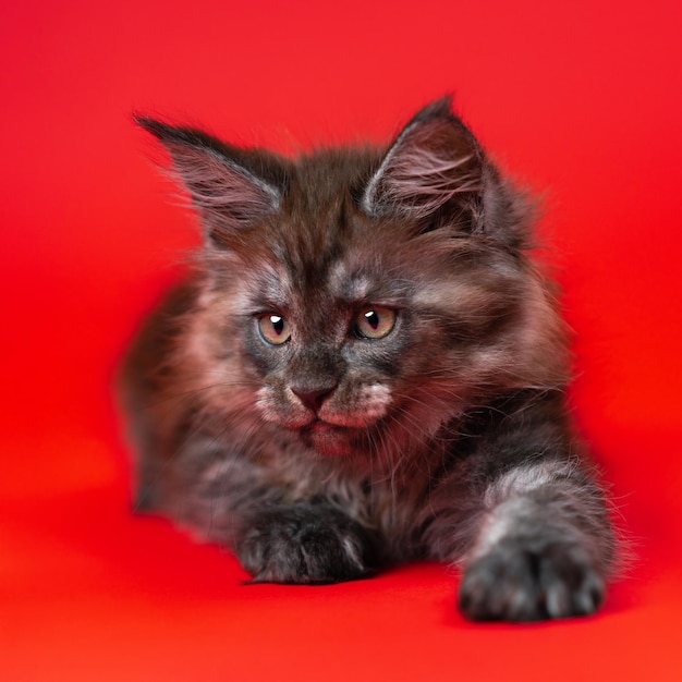 Lovely small kitten American Coon of black smoke lyes on red background stretched out paw