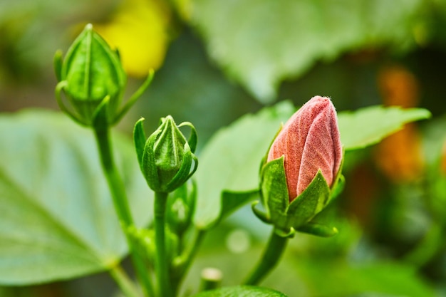 Lovely soft pink Hibiscus Flower budding with nearby green buds growing in close up shot