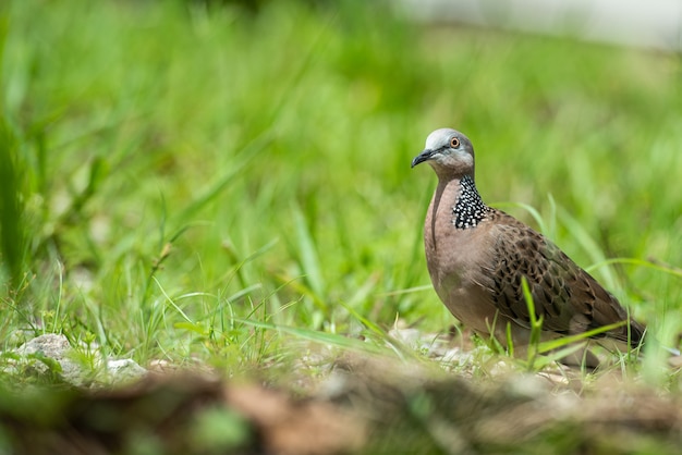 Lovely Spotted dove or spilopelia chinensis or pearlnecked on green land